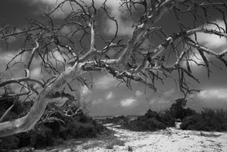 Cork Tree