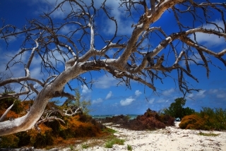 Cork Tree Beach