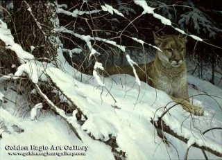 Cougar in the Snow