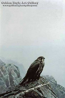 Dark Gryfalcon