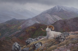 Denali's Pride - Dall Sheep