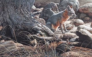 Desert Respite -  Kit Fox