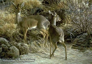 Dik Dik's