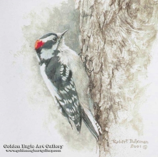 Downy Woodpecker Study