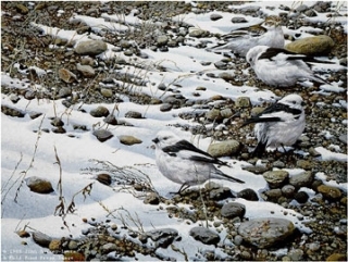 Early Arrivals - Snow Buntings