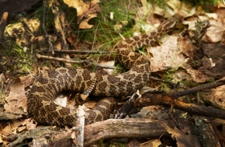 Eastern Massasauga Rattler