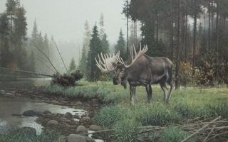 Edge of the Water - Bull Moose