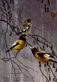 Evening Grosbeak