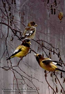 Evening Grosbeak