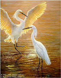 Evening Duet - Snowy Egrets