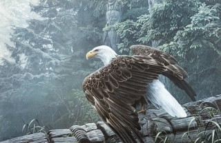 Fallen Totem - Bald Eagle