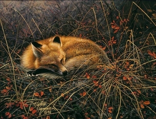 Fox Dreams