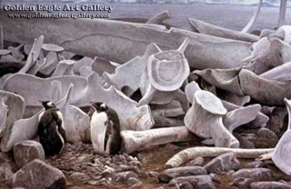Gentoo Penguins and Whale Bones