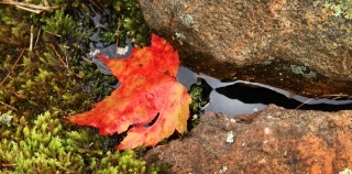 Georgian Puddle