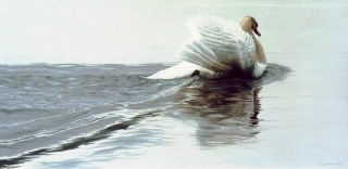 Gliding Swan