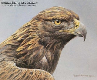 Golden Eagle Portrait