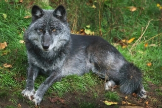 Gray Wolf