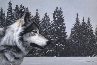 Gray Wolf Portrait