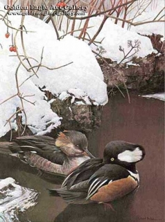 Hooded Mergansers in Winter