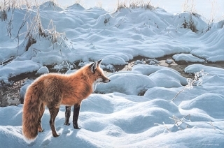 Icy Morning - Red Fox