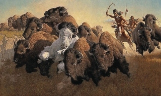 In Pursuit Of The White Buffalo