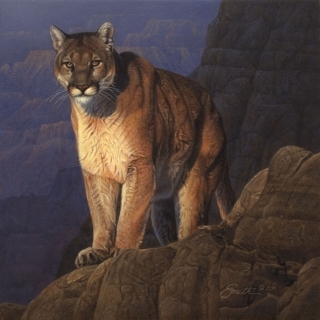 Into  the  Sun  - Cougar