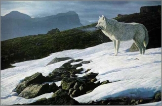 Arctic Light - Wolf