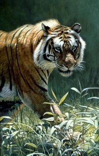 Catwalk - Tiger