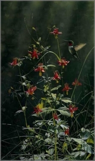 Grace Notes - Ruby-Throated Hummingbird