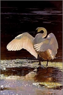 Into the Light - Trumpeter Swan