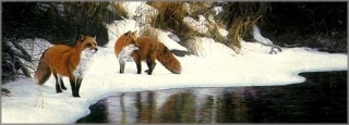 Shore Patrol - Red Foxes