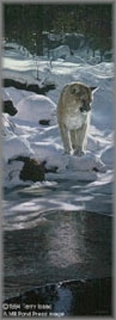 Snow Spirit - Cougar