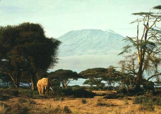 Kilimanjaro  Mornimg