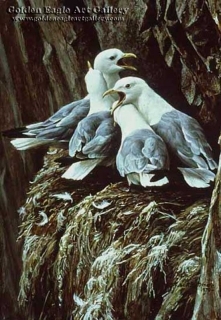 Kittiwakes Greeting