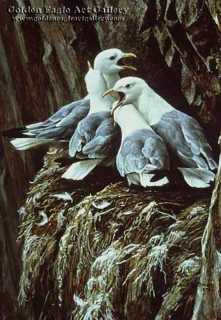 Kittiwakes Greeting