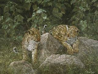 Leopard Cubs