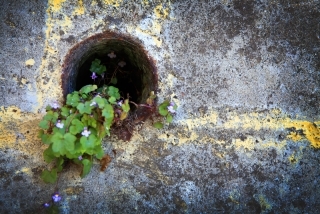 Living Green Alcatraz