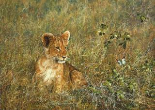 Lion Cub and Butterfly