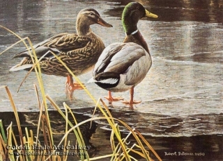 Mallard Pair - Early Winter