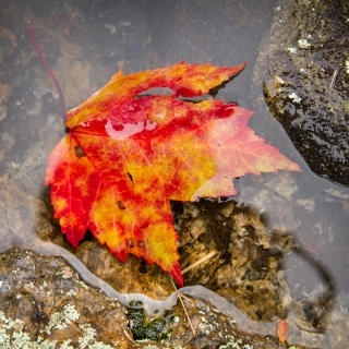 Maple Leaf in Water