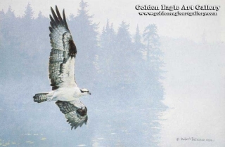 Misty Lake - Osprey