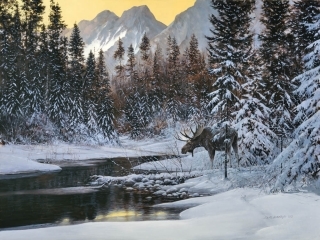 Moose in Winter