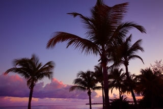 Morning Palms