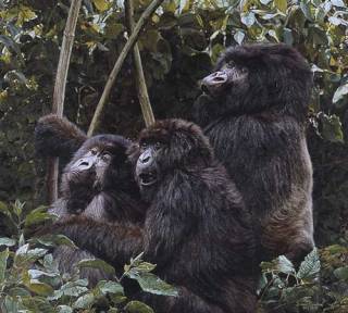 Mountain Gorillas