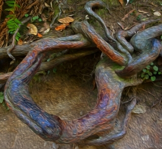 Muir Roots