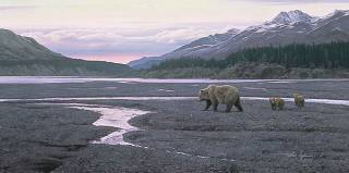 New Territory  - Grizzly and Cubs