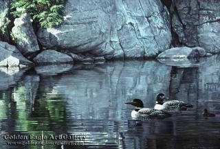 Northern Reflections - Loon Family