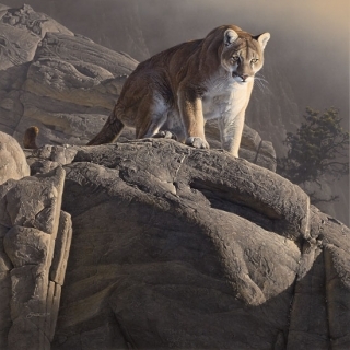 On The Edge  - Cougar