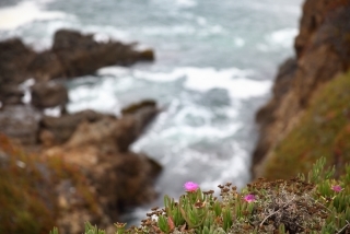 Pink Flower