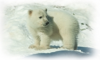 Polar Bear Cub